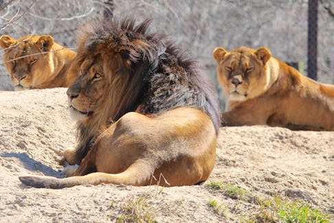 Lion pride soak up some rays during a recent afternoon at the Oaklawn Farm Zoo in Aylesford.