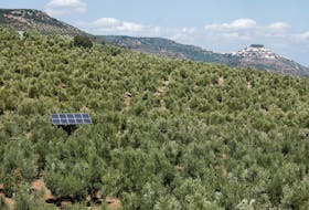 A solar panel is seen between olive trees in Chiclana de Segura, near Jaen, Spain September 8, 2023.