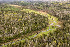 Despite less overall forested land, P.E.I. woodlots are more luscious now than in the past 10 years, according to a new provincial report.