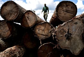 An agent of the Brazilian Institute for the Environment and Renewable Natural Resources (IBAMA) inspects a tree extracted from the Amazon rainforest, in a sawmill during an operation to combat deforestation, in Placas, Para State, Brazil January 20, 2023.