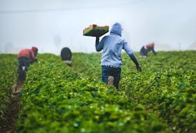 Migrant farm workers harvest a field of crops.