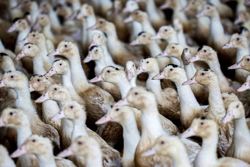 Ducks are seen inside a poultry farm in Castelnau-Tursan, France, January 24, 2023.