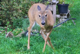 A deer spotted in a backyard on Lyman Street in Truro. While deer often come off as friendly, they are known to eat plants in yards, cause car accidents, and can even attack humans. Brendyn Creamer