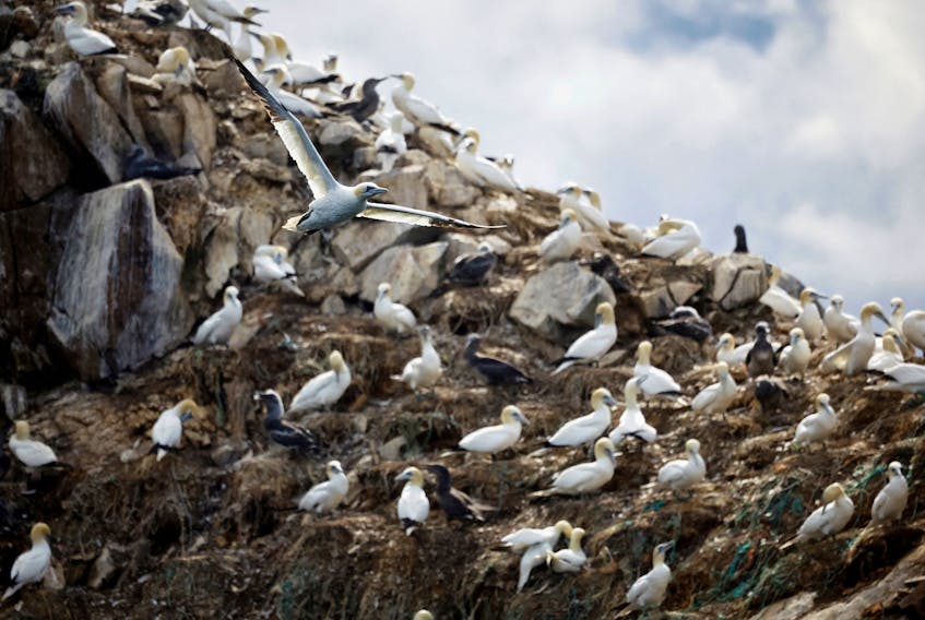 A view shows the colony of northern gannets on the Rouzic island of the Sept-Iles archipelago, a bird reserve affected by a severe epidemic of bird flu, off the coast of Perros-Guirec in Brittany, France, September 5, 2022.