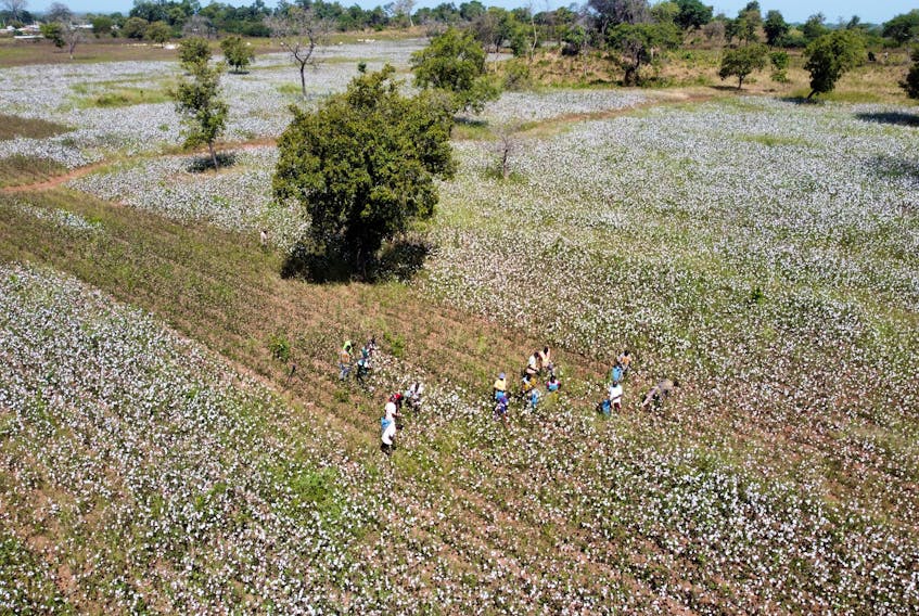 An aerial view of farmers taking part in cotton picking at a cotton farm in Korhogo, Ivory Coast November 21, 2023.