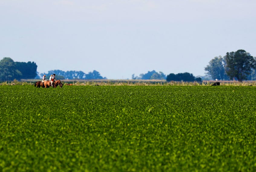 People on horses ride past a soy plantation affected by a long drought that finally ended this month by the arrival of rain, is pictured in a farm in 25 de Mayo, in the outskirts of Buenos Aires, Argentina January 24, 2022.