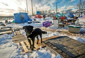 FOR NEWS FILE:
Hobo, the companion of a resident of the designated camp for those experiencing homelessness, stands on a pedway made of pallets at the ballfield turned campground in Lower Sackville Wednesday December 6, 2023. A resident told me that 40 people live here.

TIM KROCHAK PHOTO