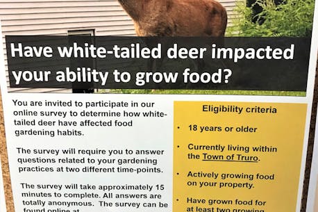 Dal-AC student researching Truro’s ongoing deer situation