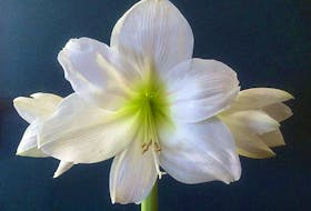 Helen Chesnut explains the two ways to deal with amaryllis plants to ensure future beautiful blooms.