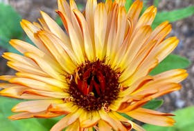 Calendula, also called pot marigold, seeds easily from year to year in flower and vegetable gardens.