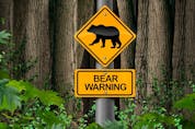 Bear warning in the woods signage or camping danger sign as a scary predator as a risk for Bears in the wild with 3D illustration elements.
