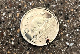 A tick on a nickel.