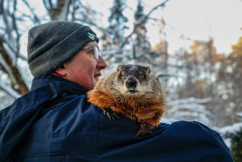 FOR MUNRO STORY:
Dr. Andrew Morrison, veteranarian and manager at the Shubenacadie Wildlife Park is seen with Shubenacadie Sam, shortly after the rodent spotted her shadow....on Groundhog Day at the park near Shubencadie, NS Thursday February 2, 2023.

TIM KROCHAK PHOTO