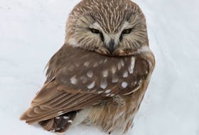 Hardly bigger than a fist, the northern saw-whet owl is a great hunter of backyard mice. Contributed photo