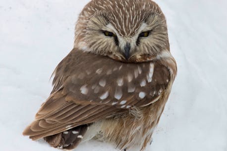 BRUCE MACTAVISH: Driven by hunger, small owls are coming out of the Newfoundland and Labrador woods