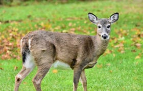 The Town of Yarmouth continues to explore what can be done to address the growing urban deer population within the town. TINA COMEAU