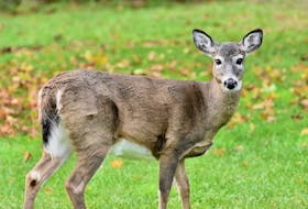The Town of Yarmouth continues to explore what can be done to address the growing urban deer population within the town. TINA COMEAU