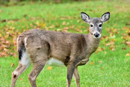 'They’re everywhere': Town of Yarmouth seeking public input on deer population impacts