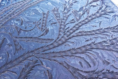 WEATHER PHOTO: Fern frost in Hubley, N.S.