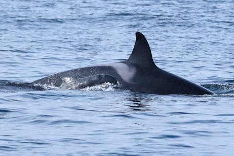 Orca takes care of pilot whale baby in observation first