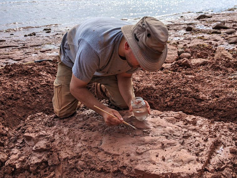 Fossil found in . last year sent for study – and possibly the history  books | SaltWire