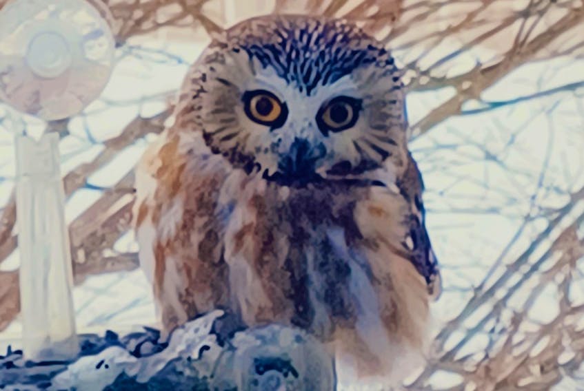 Columnist Janice Wells recently had a brief staring contest this little saw-whet owl that visited her bird feeder right outside the window where she often sits.