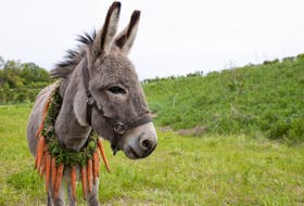 Just one of the six donkeys to star in EO.