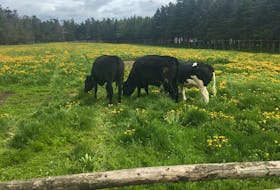 A black and white Belgian blue pasture cow accompanies a couple wagyu cows on the New World farm. Damage sustained by post-tropical storm Fiona led to the decision to get rid of the farm’s entire beef herd, about 100 cows. -Contributed file photo