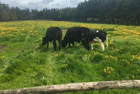 A black and white Belgian blue pasture cow accompanies a couple wagyu cows on the New World farm. Damage sustained by post-tropical storm Fiona led to the decision to get rid of the farm’s entire beef herd, about 100 cows. -Contributed file photo