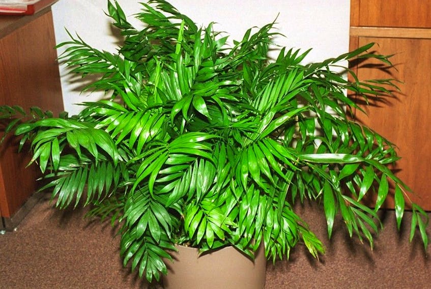 To avoid brown tips on your indoor palm, ensure soil doesn't dry out completely.