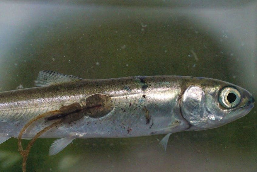 Juvenile salmon with sea lice.
