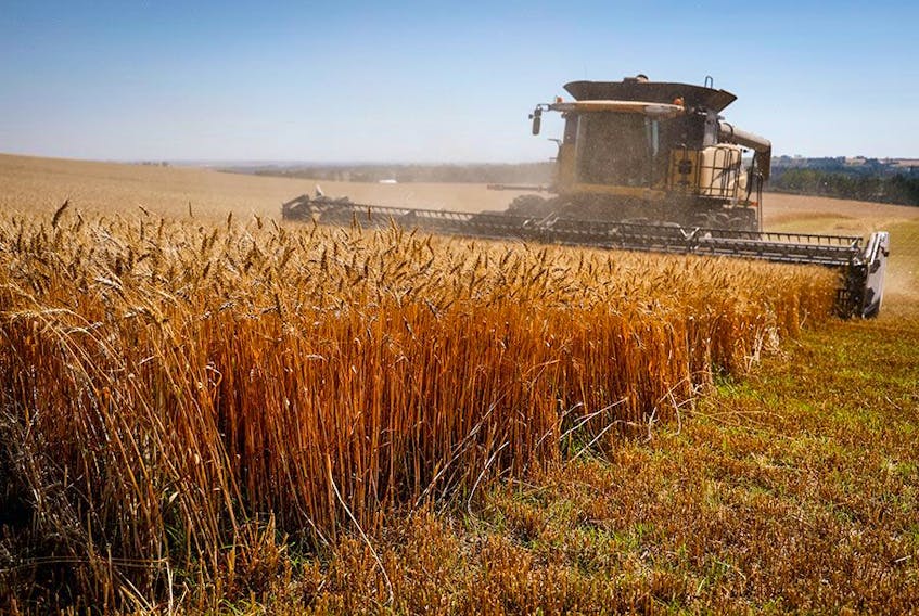  A farmer harvests wheat near Cremona, Alberta in September. This year’s grain crop is the fourth-largest harvest on record.