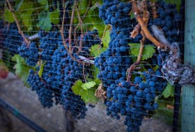Wine lovers have growing options on the shelf to enjoy their favourite beverage as producers in B.C. offer smaller container sizes. Ripe grapes hang on vines in Oliver, B.C. on Sept. 12, 2016.