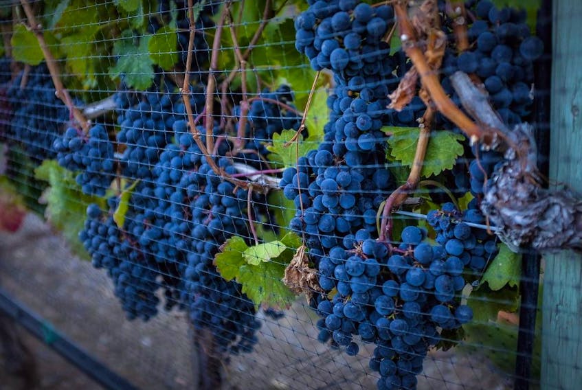 Wine lovers have growing options on the shelf to enjoy their favourite beverage as producers in B.C. offer smaller container sizes. Ripe grapes hang on vines in Oliver, B.C. on Sept. 12, 2016.