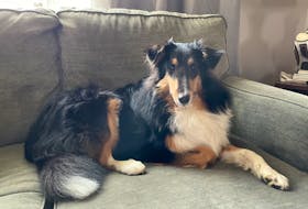 Mia the sheltie before her ordeal. (Contributed)
