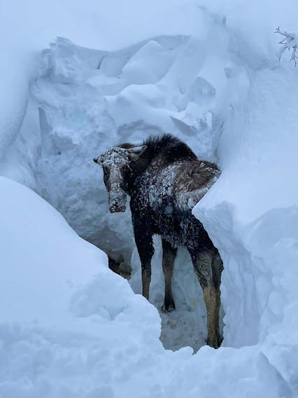 Without help from some snowmobilers riding in the back country near The Jackladder in Bonne Bay Pond on Sunday, Feb. 5, this moose may not have gotten out of the hole it fell in. - Contributed