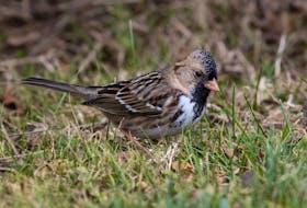 An exotic visitor from the west, a Harris's sparrow fits in well with the local birds at Fortune on the Burin Peninsula.  Contributed photo