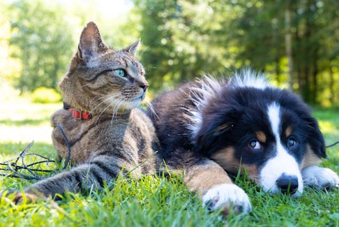 While not yet the focus of her research, Dr. Caroline Ritter says she may someday branch out into studying how the decisions made by the owners of companion animals like cats and dogs impact their furry friends.  Andrew S photo/Unsplash
