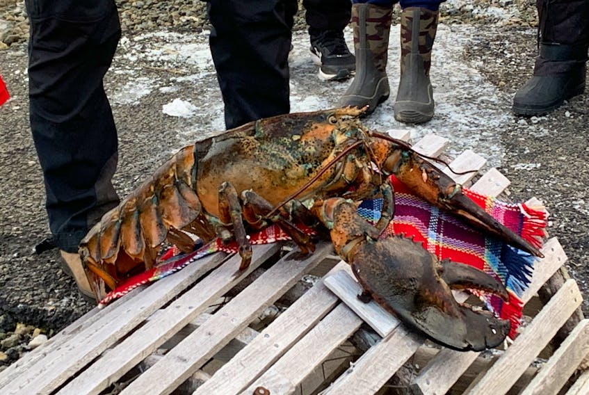 Lucy the Lobster rests on a piece of the new lobster fishery tartan, officially launched by the Cape Sable Historical Society the day following Lucy’s Groundhog Day prediction. KATHY JOHNSON