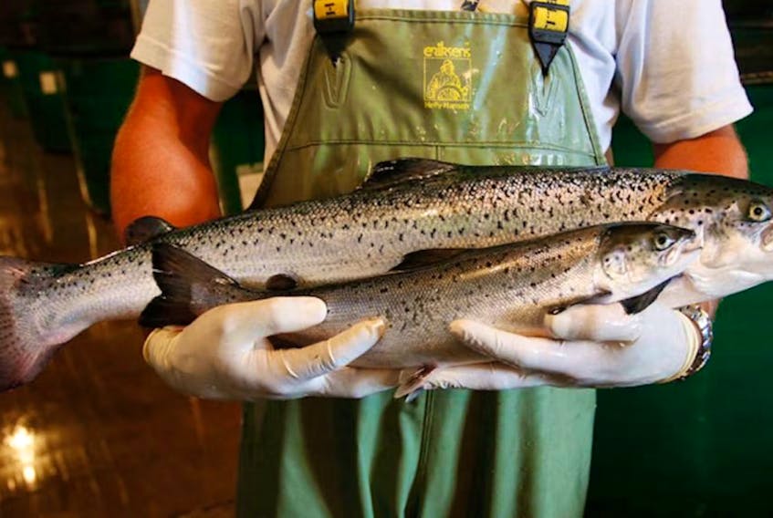 U.S.-based company AquaBounty has been growing genetically-modified salmon at Rollo Bay, Prince Edward Island, since 2019. Now they're switching to eggs only.