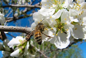 The pollinator and the plum tree.

Good season for plums and their pollination experts.

It's been a fabulous year for fruit trees and plums are no exception. With story for thursday's at home section. Konrad Ilg will be sending photos of fruit trees in Alberta.  19A is Green Gage [Reineclaude] Plum, 8925 is Supreme Plum and 6913 is prune.   Supplied