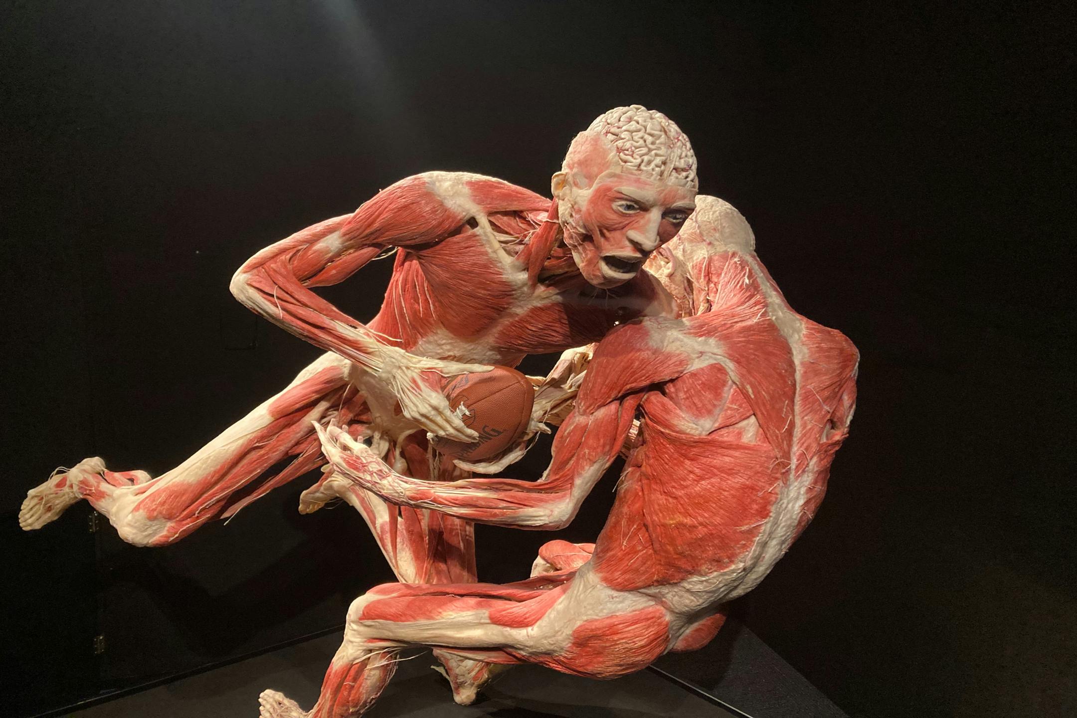 Explore the new Body Worlds Vital exhibit this spring at the