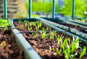 When it comes to moving flats of seedlings to a greenhouse it all depends on the type of seedling and the weather. 
