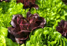 Lettuce can be grown for baby leaves or let the plants mature for full-sized heads.