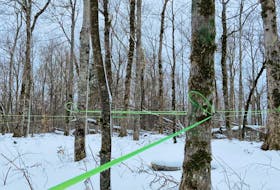 Maple sap lines can be seen at Creekside Farm Maple in Blue Mountain. - Contributed