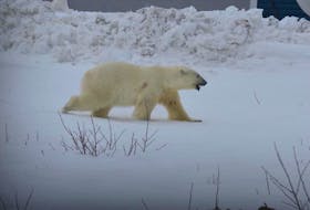 The provincial Department of Fisheries, Forestry and Agriculture is advising residents of polar bear sightings in and around Pacquet on the Baie Verte Peninsula and Melrose on the Bonavista Peninsula. File