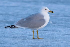 A sharply dressed ring-billed gull arrives first at Quidi Vidi Lake in St. John's and awaits the arrival of the rest of its flock. Contributed photo