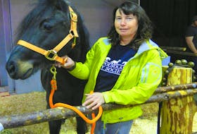 The Newfoundland Pony Society will be on site throughout the Downhome Expo. Come by, say hello and get a free nuzzle from a pony! PHOTO CREDIT: Dennis Flynn.