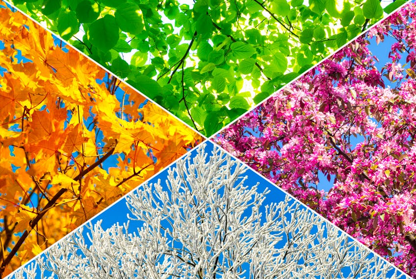 Collage of four tree pictures representing each season: spring, summer, autumn and winter. -123RF