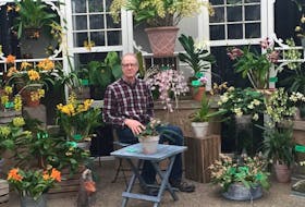 Darrell Albert, a member of the Orchid Society of Alberta, with some of his prize-winning orchids at the 2019 Orchid Fair at the Enjoy Centre in St. Albert. 